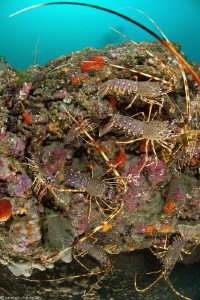 spiny lobsters by Mathieu Foulquié 